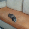 Fuck Everything Ferret Fuck Everything Ferret