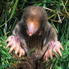 The Hey Here I Am Mole The Hey Here I Am Mole