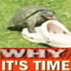 Tortoise Sex Face Tortoise Sex Face