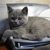 Cat Vs. Printer Cat Vs. Printer