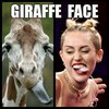 Giraffe Face Giraffe Face