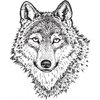 Sarcastic Wolf Sarcastic Wolf