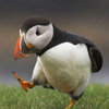 Unpopular Opinion Puffin Unpopular Opinion Puffin