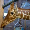 Copenhagen Zoo Giraffe Killing Controversy Copenhagen Zoo Giraffe Killing Controversy