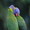 Parrots Parrots