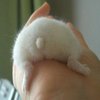 Hamster Butts Hamster Butts
