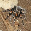 Spiders Spiders