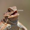 Laughing Lizard / hhhehehe Laughing Lizard / hhhehehe