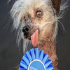 World's Ugliest Dog Contest
