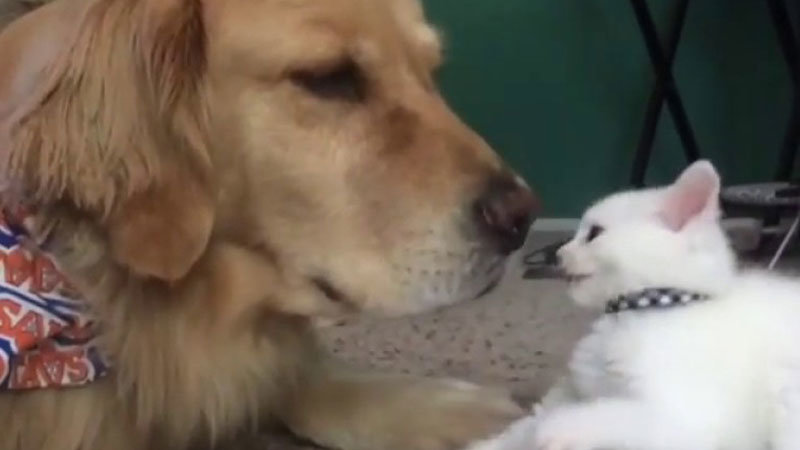 Kitten Just Won't Let This Dog Nap
