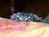 Sneaky Cat Spy