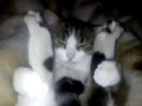 Catmeow