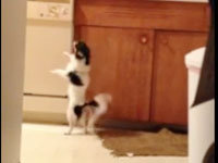 Chihuahuadance