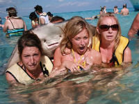 Stingray