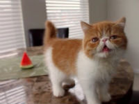 Kitten Nibbles On Some Watermelon