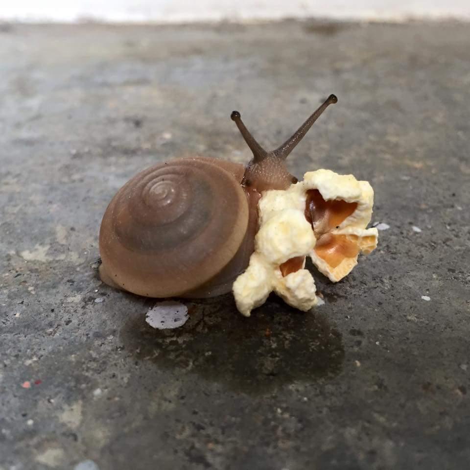 Snail eating popcorn | Know Your Meme