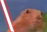 Dramatic Chipmunk / Drama Prairie Dog