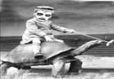 I Like Turtles
