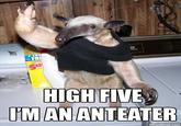 I'm an Anteater!!!