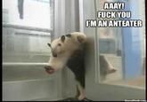 I'm an Anteater!!!