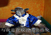 I'm an Anteater!!!