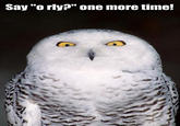 O RLY?
