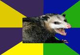 Impolite Possum