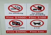 A Cat Is Fine Too