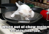A Cat Is Fine Too