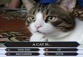 A cat is fine too....