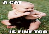 A Cat Is Fine Too