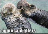 Otters Holding Hands