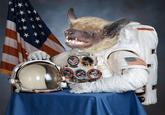 Space Bat