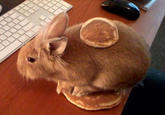 Pancake Bunny