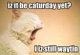 Caturday