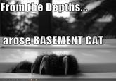 Basement Cat