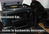 Basement Cat