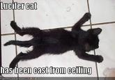 Basement Cat