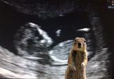 Crasher Squirrel