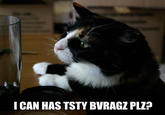 LOLcats