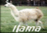 The Llama Song