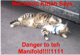 LOLcats
