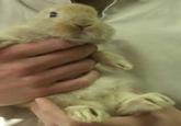 Save Toby