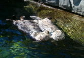 Otters Holding Hands