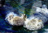 Otters Holding Hands