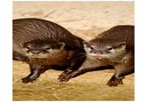 Otters Holding Hands