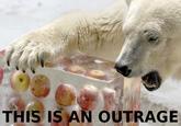 Apples Bear
