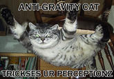 Gravity Cat