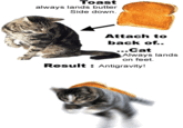 Gravity Cat