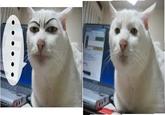 Serious Cat
